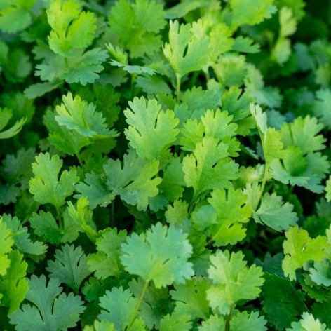 whg_Coriander_472x472_v2
