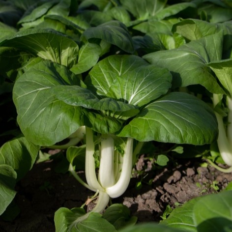 whg_Pak Choi_472x472_v2