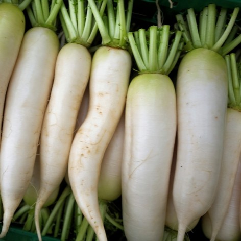 whg_daikon_472x472_v2